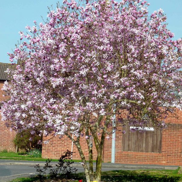 Magnolia x loebneri ???Leonard Messel??? Caragh Nurseries