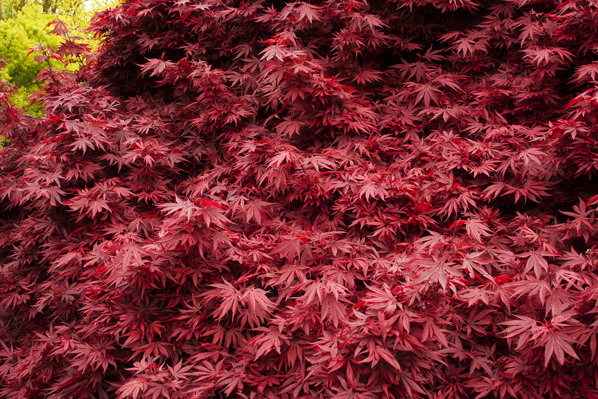 Black japanese maple — photo 15