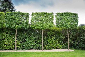 Pleached Trees Caragh Nurseries