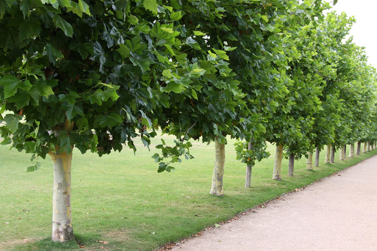 Platanus acerifolia / London Plane Tree – Caragh Nurseries