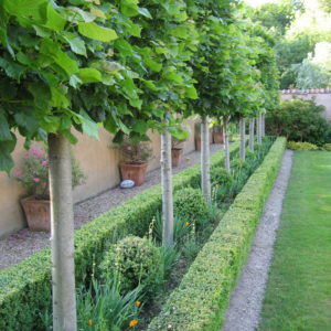 Pyrus Chanticleer Espalier