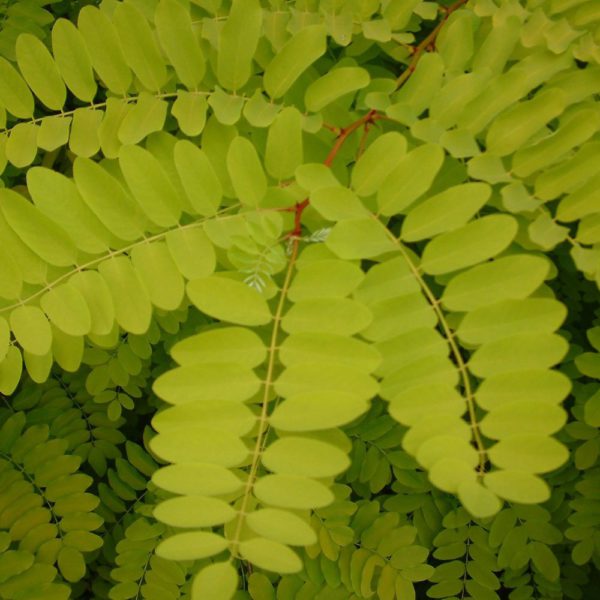 Robinia Frisia Tree Garden Design Ideas Robinia Frisia Tree Garden Design Ideas