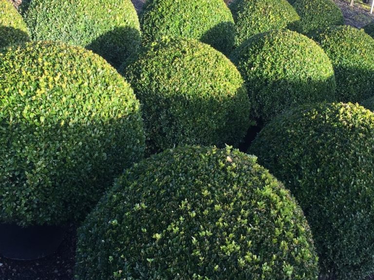 Buxus Sempervirens / Box Balls Caragh Nurseries