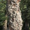 Quercus suber / Cork Oak - Image 2