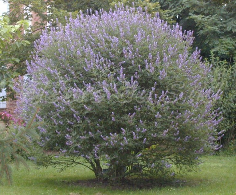 Vitex Agnus Castus Caragh Nurseries Vitex Agnus Castus