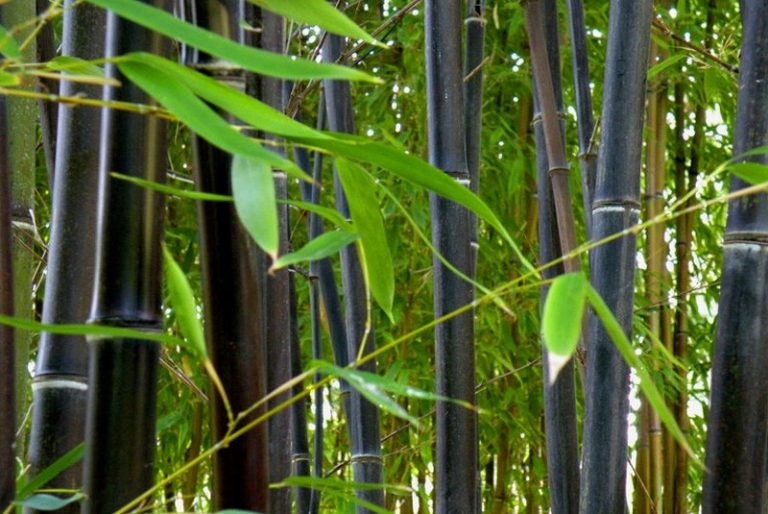 Black Bamboo / Phyllostachys Nigra Caragh Nurseries