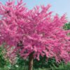 Cercis siliquastrum / Judas Tree - 35L 150-175cm