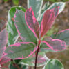 Photinia Pink Marble Cones - 45L 125-150cm Cone