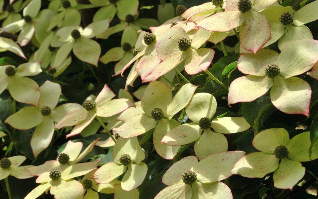 Trees – for small gardens – Caragh Nurseries