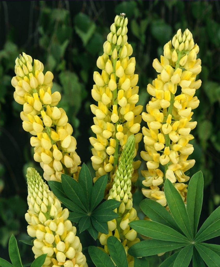 The Chelsea Gardens Caragh Nurseries