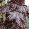 Acer platanoides 'Crimson Sentry' - 12-14cm girth, 3.5-4m tall, Rootballed