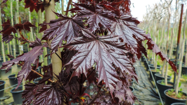 Acer platanoides 'Crimson Sentry'