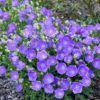 Campanula carpatica Blue Clips - 2L