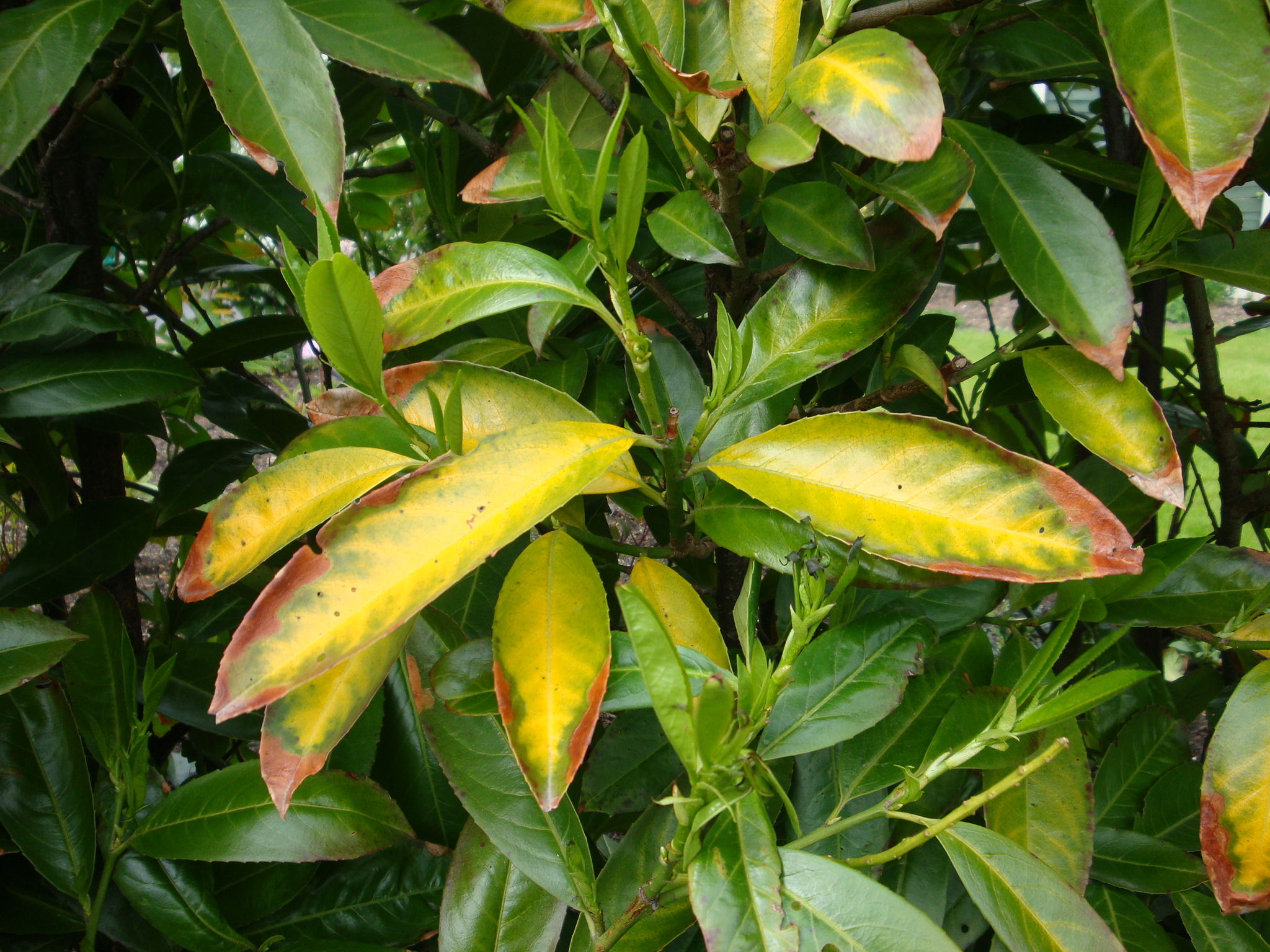 Laurel leaf yellowing Caragh Nurseries