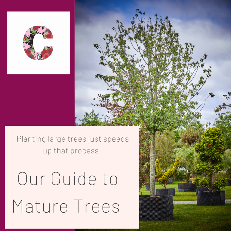 Large and Mature Trees Caragh Nurseries