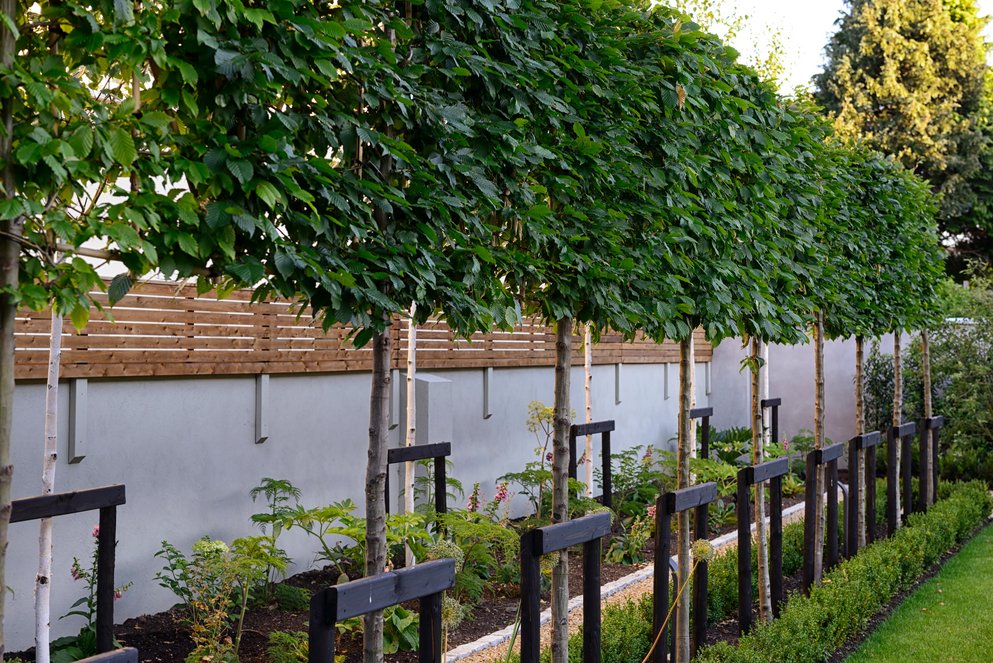 pleached hornbeam,newly planted,decisuous tree,trees,pleached,shield ...