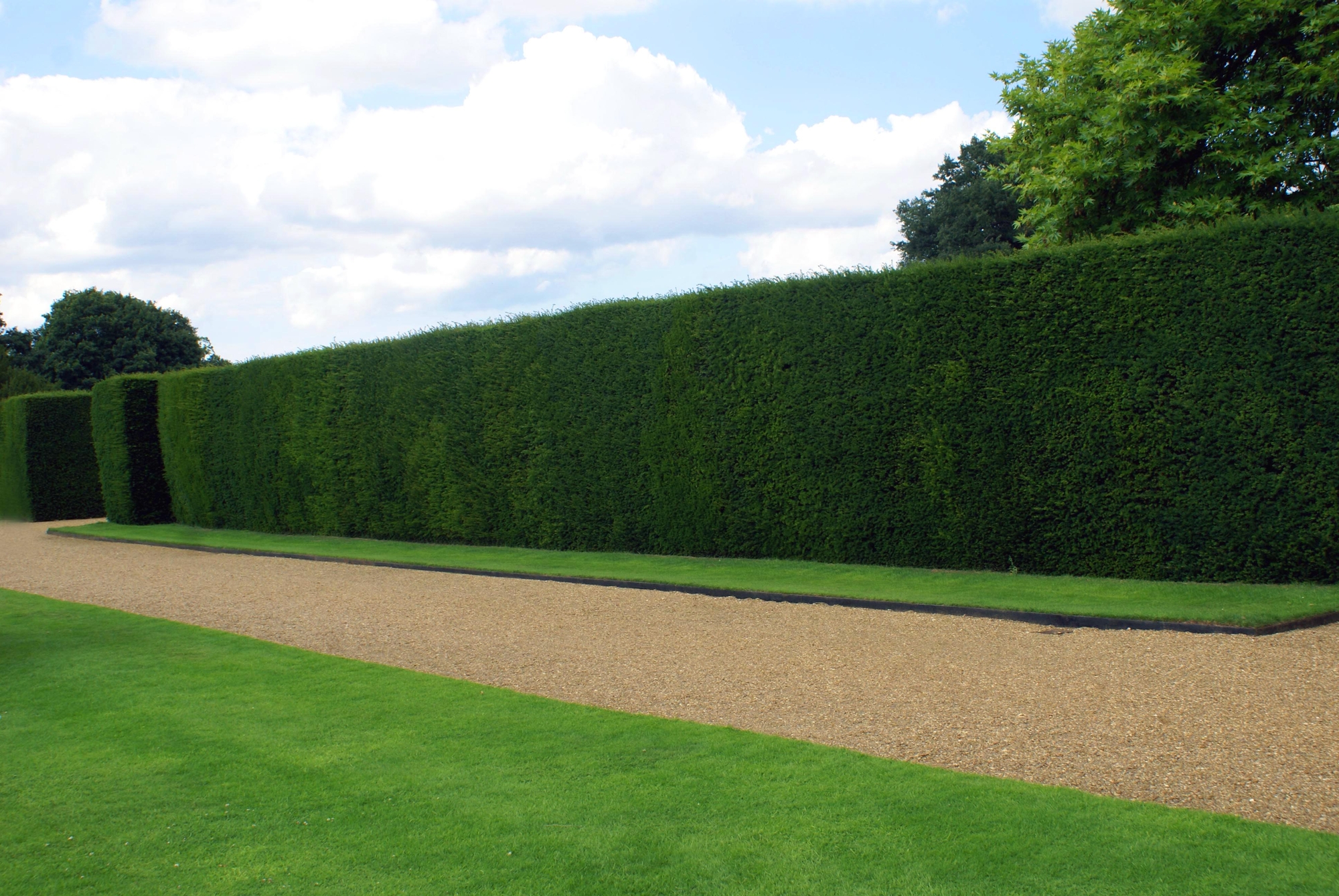 Taxus Baccata Yew Hedging Caragh Nurseries Taxus Baccata Yew Hedging Caragh Nurseries