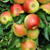 Malus domestica Jonagold - 15L 150-175cm