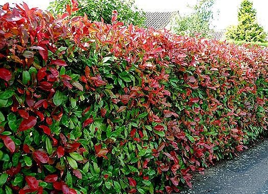 Hedging Part One Caragh Nurseries