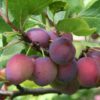 Prunus domestica Opal / Plum Tree - 35L 130-180cm
