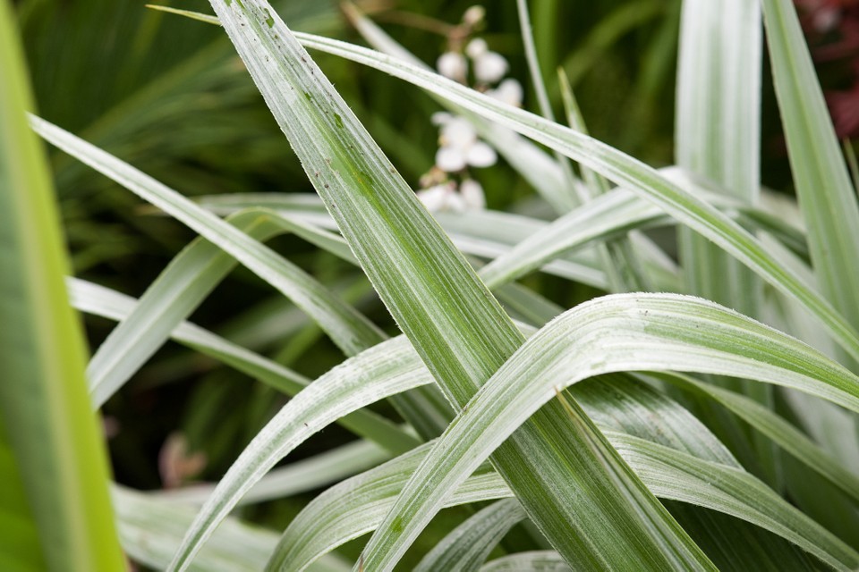 Astelia Silver Spear