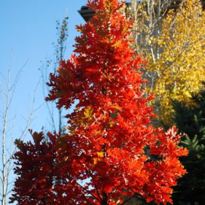 Quercus Crimson Spire /Crimson Spire Oak
