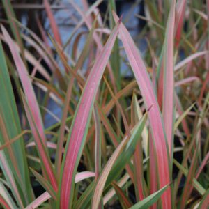Phormium 'Jester'