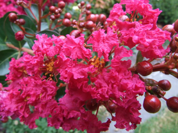 Lagerstroemia indica / Crepe Myrtle Standard Tree