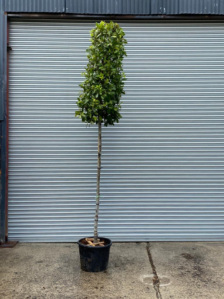 Laurus Nobilis / Bay Laurel Standard Tree Caragh Nurseries