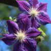 Clematis Star of India - 2L 80-100cm