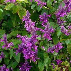 Salvia Purpurea