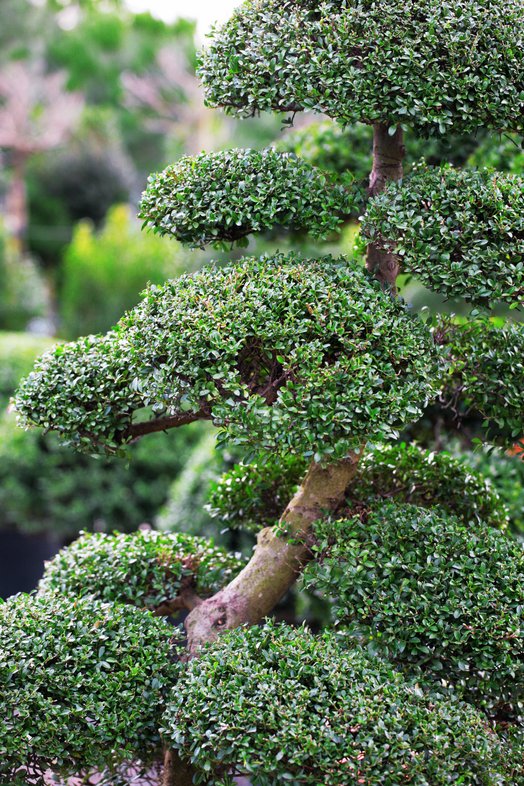 Ilex Crenata Cloud Pruned Tree Detail Caragh Nurseries