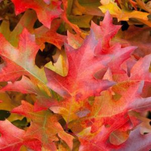 Quercus Pallustris Green Dwarf Standard Tree