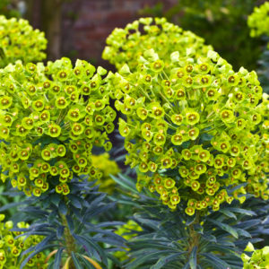 Euphorbia amygdaloides var. robbiae