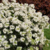 Choisya 'White Dazzler' - Compact Mexican Orange Blossom - 5L pot