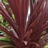 Cordyline Australis Red Star - 5L