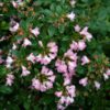 Escallonia Apple Blossom - 5L pot