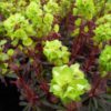 Euphorbia amygdaloides ‘Purpurea' - 2L pot