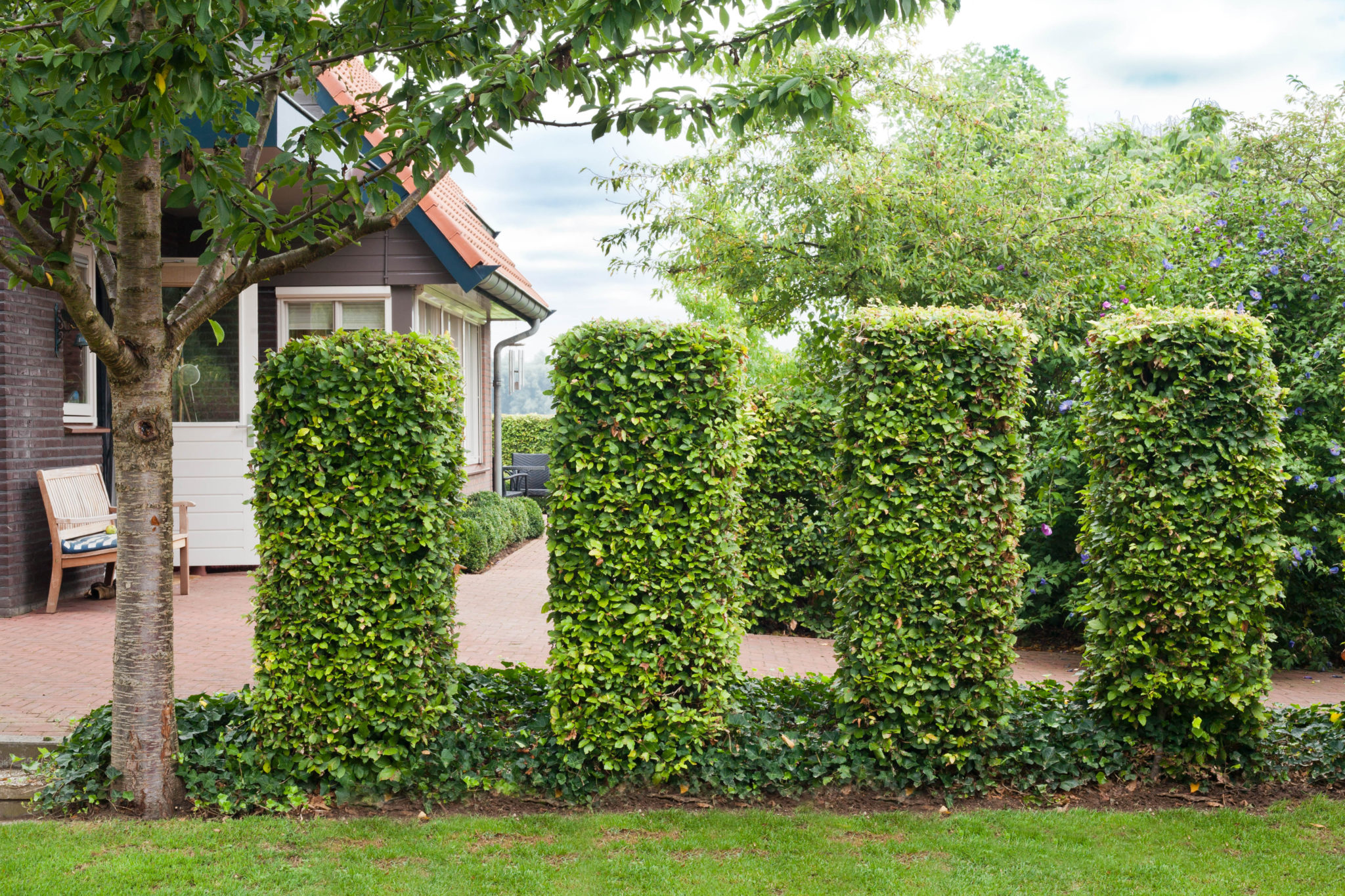 Columns of Fagus sylvatica – beech. Tuin de Villa – Caragh Nurseries