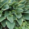 Hosta fortunei 'Aureomarginata' - 2L
