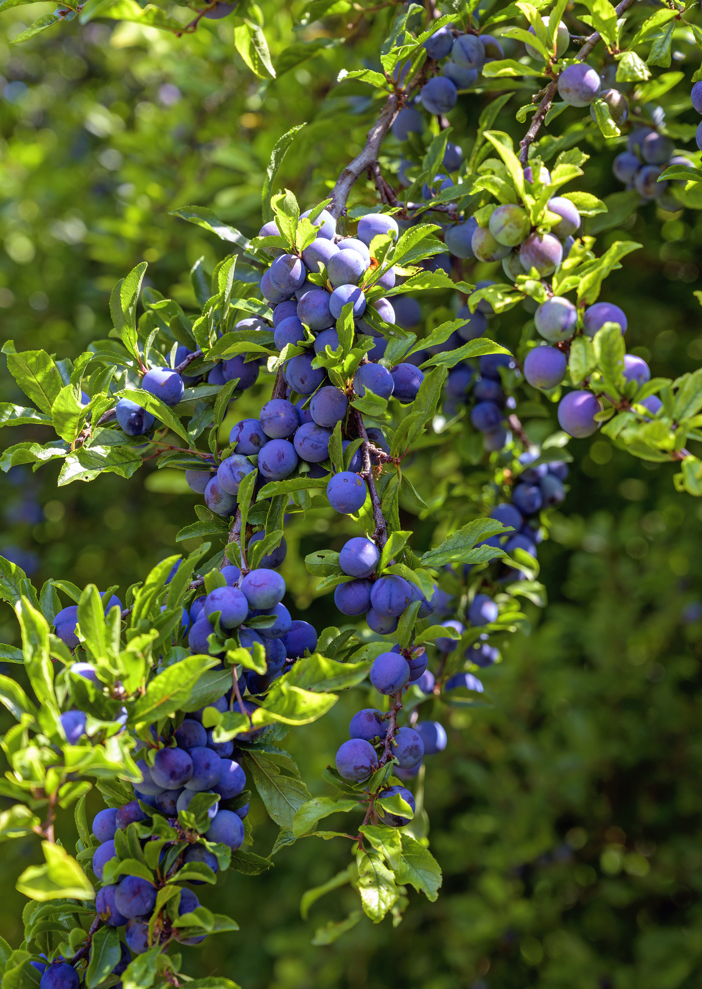 Prunus spinosa / Blackthorn - Image 2