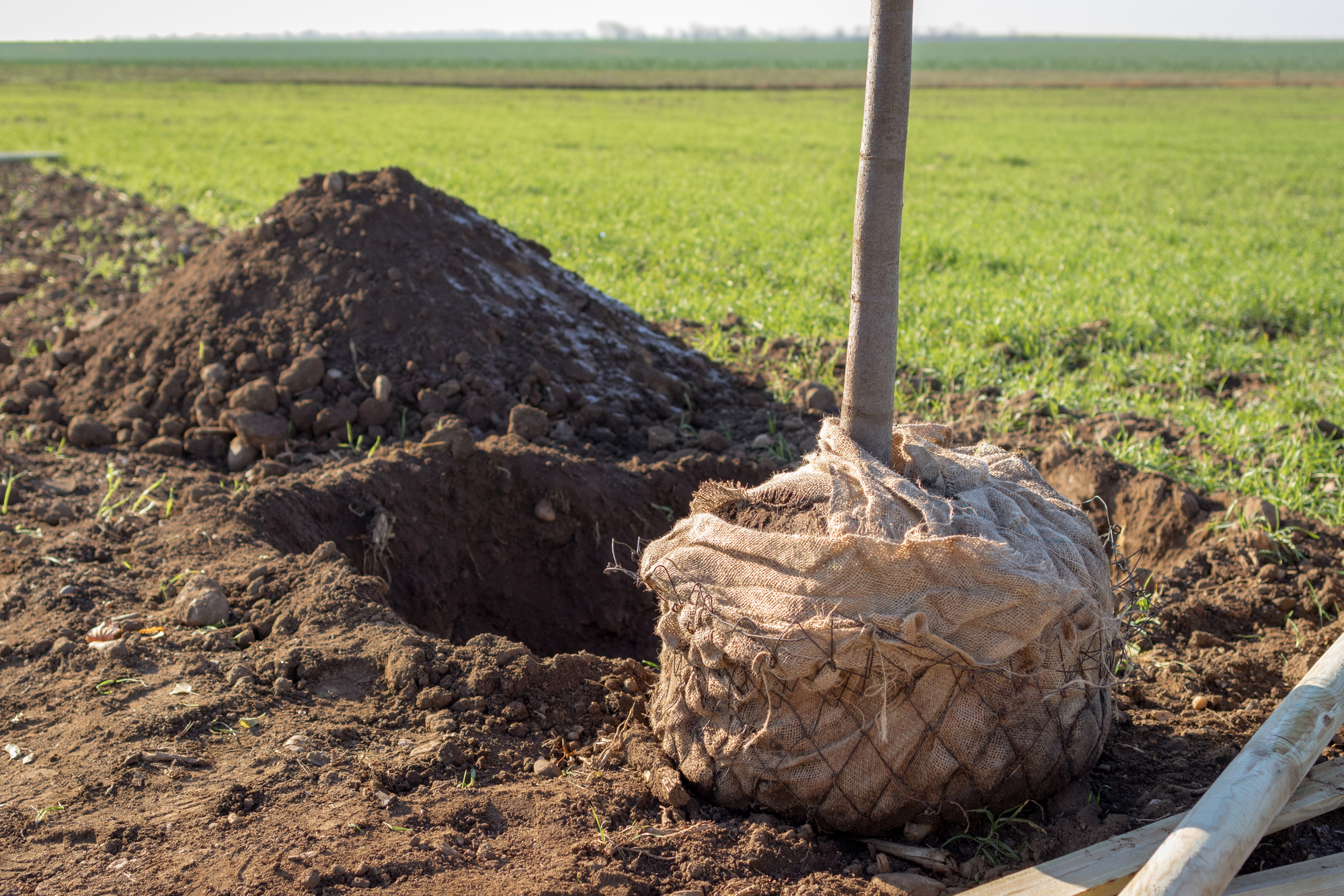 Rootballing Tree Mature Rootballed Trees – Caragh Nurseries