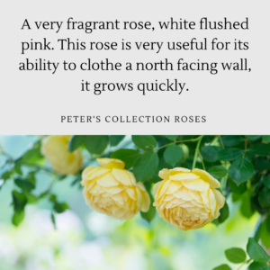 Rosa 'Madame Alfred Carrière' - Caragh Nurseries