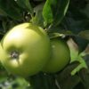 Malus Granny Smith / Fruiting Apple Tree - 125-150cm Bare-root