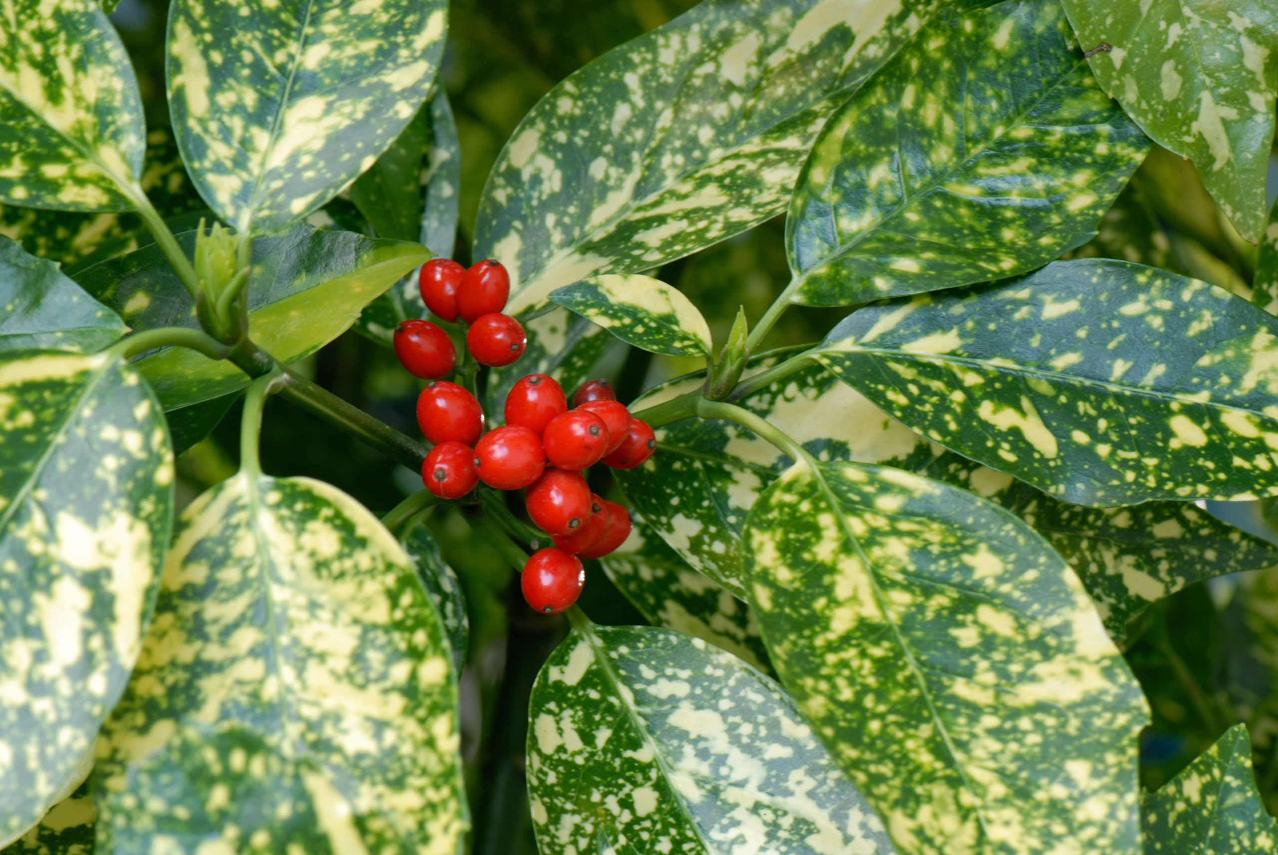 Aucuba Japonica Variegata Caragh Nurseries Aucuba Japonica Variegata Caragh Nurseries