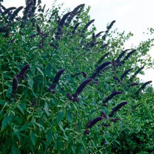 Buddleja Black Knight