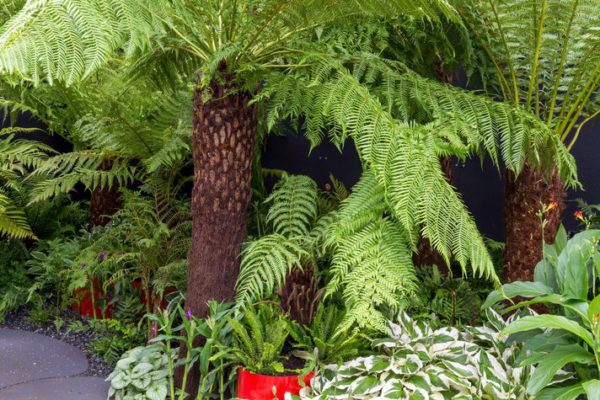 Dicksonia Antartica