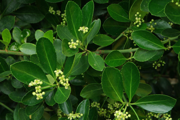 Euonymus japonicus 1/2 Standard