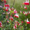 Salvia Hot Lips - 2L
