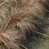 Carex comans Bronco - 2L